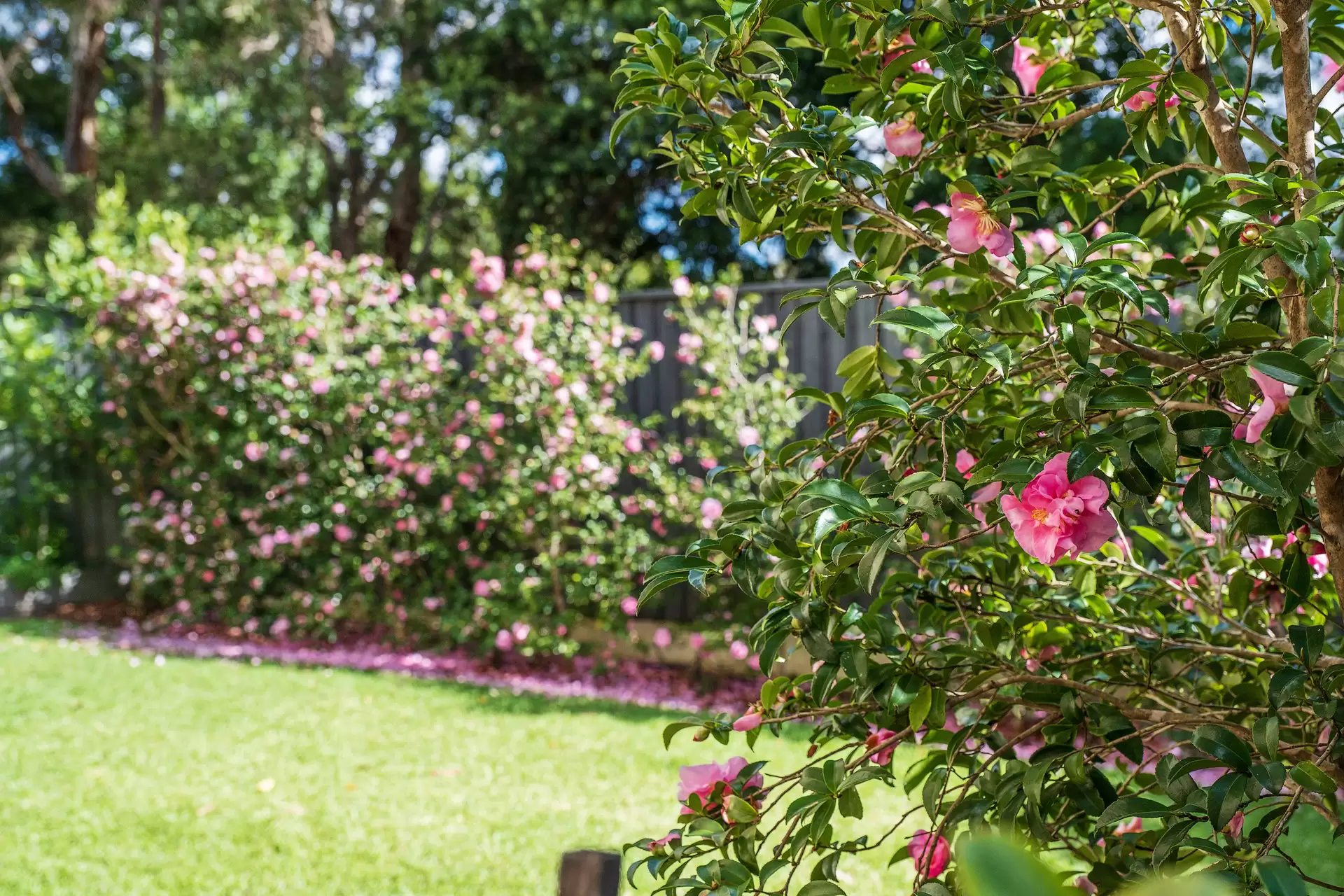 1 Valley Park Crescent, Turramurra Sold by The Marshall Group - image 14